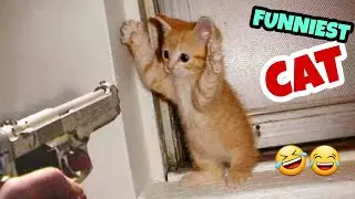 Funniest Cat 😹 Caught on camera