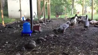 Morning routine on a duck farm. Part 2.