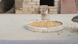 Squirrel 🐿️ eating food in front of camera 🥰🥰
