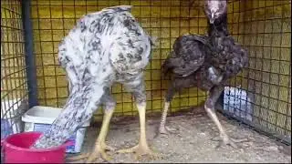 3 Black Tail Fantail Chicken for Sale |Short Nose Aseel Pair |Red Japanese Bantum Male |Terky Chicks