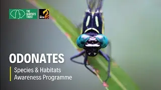 Dragons of Western Ghats: The Fascinating World of Odonates | THT Films
