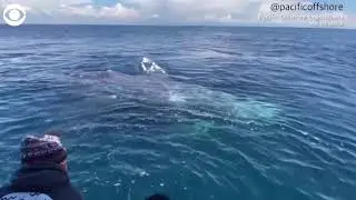 Gray whales swim close to whale watchers' boat