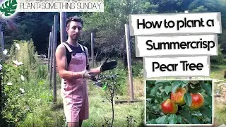 How to Plant a Summercrisp Pear Tree - (a beginner's guide)