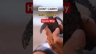 Don&rsquo;t Carry The Baby Turtles &mdash; Here&rsquo;s Why!