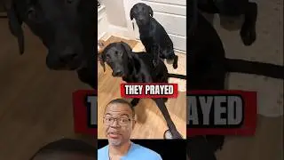Dogs PRAY Before Eating? 😳🙏 You Gotta See This! #shorts #dog #pray #prayer #dogs