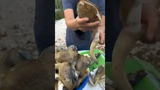 How to Clean a Horseneck Clam #shorts #laos #mien #thailand  #food #tips #howto #asmr #cleaning