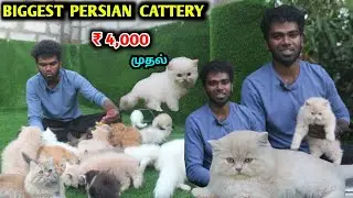 Biggest Persian Cat Cattery | cat love | kitten's sales | funny cats #eagletwist