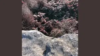 cardinal