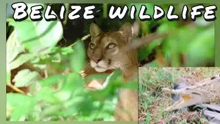 Wild Belize --- Rich Biodiversity -- Birds and Animals of Belize Jungles -- Central America