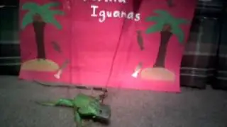 California gurls iguana style!