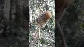 Tarsius primata in Borneo #shorts #animals