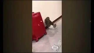 if cats could talk compilation