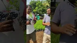 ದಾಳಿಂಬೆ ಸಸಿ ಬೇಕು ಅಂದ್ರೆ ಕಾಂಟಾಕ್ಟ್ ಮಾಡಿ =7892742324