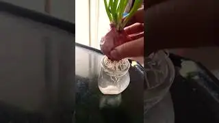 how do you grow scallions