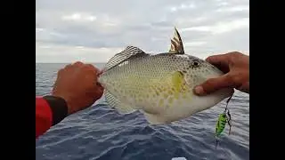 Mancing jig di karang tinggi straike ikan pogo🤭🤭