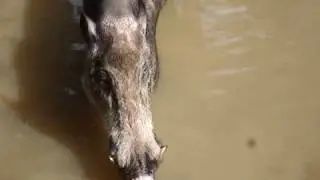 bearded pig