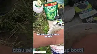 Tips spray cabe fase vegetatif #spray #cabai #pupuk #rekomendasi #petani #pertanian #cabe #subur