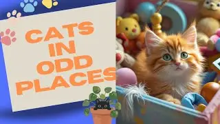 Caught in the Act: The Most Odd Cat Places