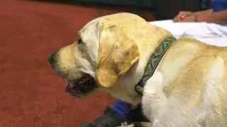 Edmonton Riverhawks recruit 2-year-old golden Labrador to be a bat boy