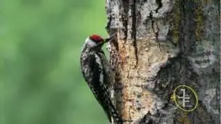 Yellow-bellied Sapsucker (Sphyrapicus varius)