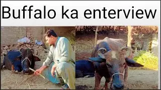 Aj Buffalo ke sath funy prank kiya#foryou #tranding #funyvido #longvideo #millionviews