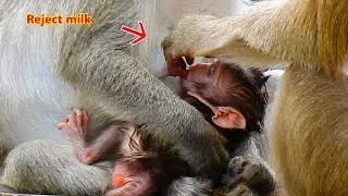 Teresa reject milk new baby Jazzy
