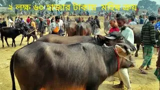 ২ লক্ষ ৬০ হাজারে ক্রয় করলেন মহিষ কাহারোল হাট দিনাজপুর থেকে || bangladesh market price today 