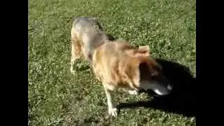 toby, the little brown dog