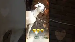 Zara name funny video status 🤣😜|#zara🧏🏻&zwj;♀️#funnyvideo🤭 #viral💥 #shorts #girls |in trending&unique