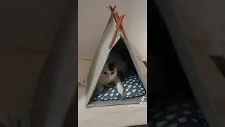 Trying IKEA UST&Aring;DD tent for cats😻