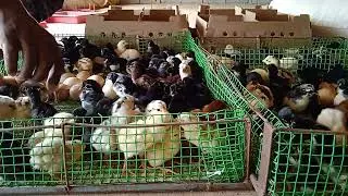ஒரு நாள் தூயா பெருவிடை கோழி குஞ்சு கிடைக்கும் இடம்