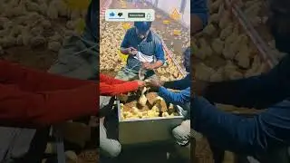 Baby Chicks injection #poultry #viralshorts #viral #shorts #shortsvideo #ytshorts #trending #chicks