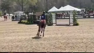 Sambino - 2&rsquo;-3&rsquo; Hunter Horse