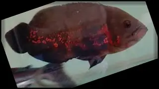 Oscar / oscar tank / oscar with shark / oscar with red tail shark / oscar with kissing gaurami / eel
