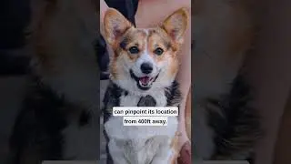 5 MUST-HAVE gadgets for pet owners! #shorts #sefsed