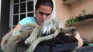 Replantando um belo vaso de rabo de macaco