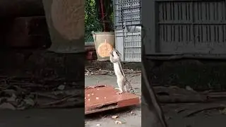 #Cute animal funny video trending #Animal planet squirrel #Squirrel sounds #Birds and squirrel