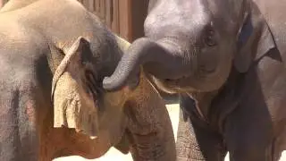 娘さくらとプールではしゃぐ父コサラ　Elephant Father & daughter Play  pool