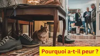 Pourquoi mon chat a peur des invit&eacute;s ?