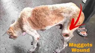 Rescue Street Dog with Maggot wounded hole on his leg.