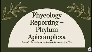 Apicomplexa Group 5 Biology 102 XY