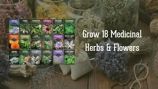18 Medicinal Herb Seed Collection