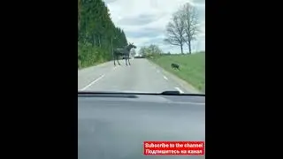 Elk Mom and Elk Baby || Mother Elk helps the Baby Elk cross the road. Deer