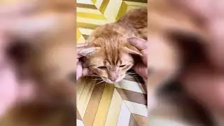 You Won&rsquo;t Believe How Dirty Cat Ears Get! || Never Ignore Your Cat&rsquo;s Ears!
