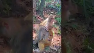 COME LET&rsquo;S SEPARATE THE BABY FROM MOTHER #whatsappstatus #monkey#animals#bonding #love