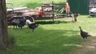 Turkey Toy