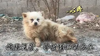 被撞後別漠視！狗狗骨折錯位已無法正常行走，心疼！