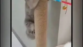 persian cat ninja warrior 😁
