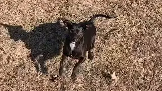 Dog plays fetch for 9 minutes 