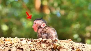 Update! Jagger Screaming to Calling Jinx Mom | BBC Natural Animals